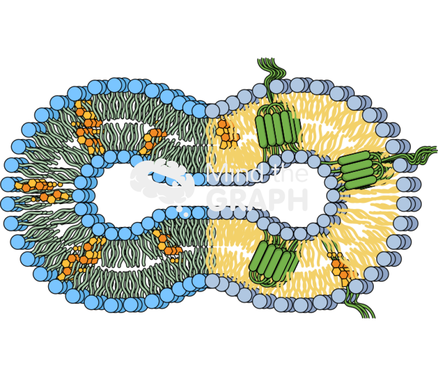 Membrane fusion extrusion Icons, Symbols, Pictures, and Images